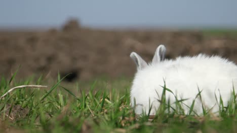 cute albino rabbit grazing in a grassy field