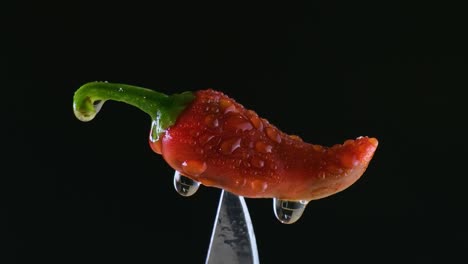 capsicum annuum delicias de pimienta roja: momentos de lluvia y el sabor de la especia