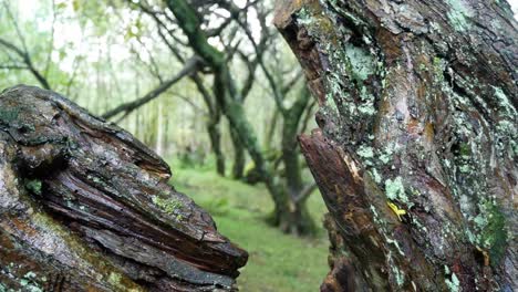 Spooky-woodland-trail-reveal-behind-broken-tree-trunk-in-daytime-forest-wilderness-autumn-foliage-dolly-left