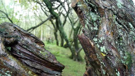 espeluznante sendero del bosque revelado detrás del tronco de un árbol roto en el desierto del bosque diurno follaje otoñal dolly izquierda