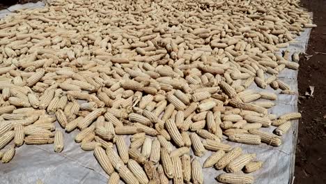 closeup pan showing dry corn spreaded along white canvas to dry inder sunlight