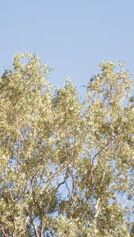 birch trees against a blue sky