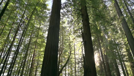 spring in redwood national park and state park