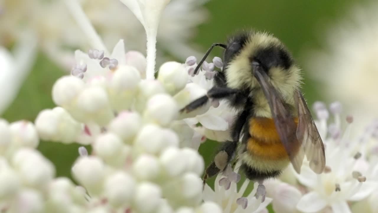 High Magnification Shot of Honeybee on Flower Showing Fine Detail