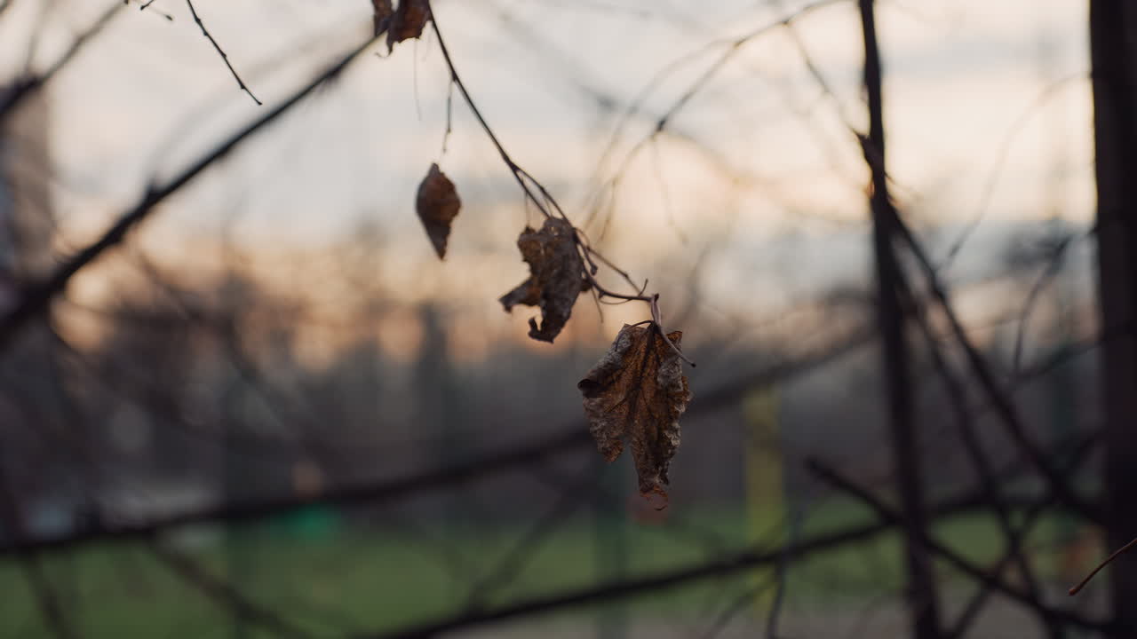 Close up of dry winter leaf hanging from thin branch with soft sunset glow in blurry background, creating melancholic and serene seasonal atmosphere with hints of nature's quiet transition