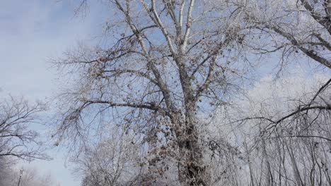 Árboles-De-Invierno-A-Través-De-Carreteras-Asfaltadas-Cerca-De-Galati,-Rumania