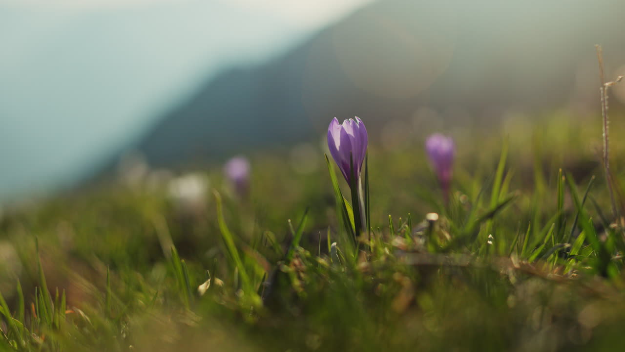 Majestic husky walking through an open alpine field at sunset, with breathtaking mountain views and