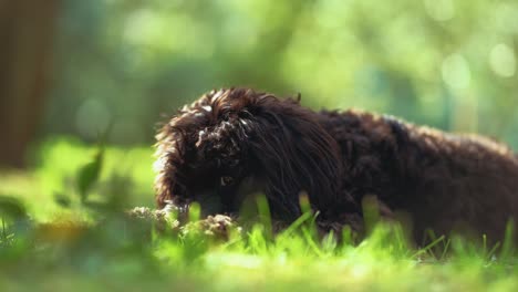 Ein-Kleines-Verspieltes-Hündchen-Spielt-Und-In-Einem-Sonnigen-Garten-Mit-Grünem-Gras-Und-Bäumen