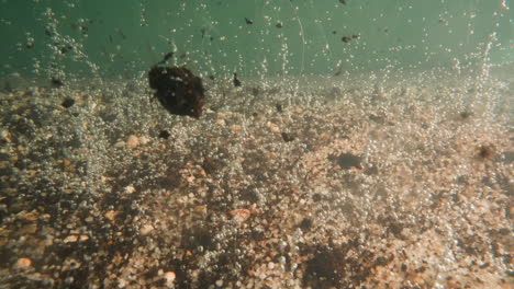 rotten plants leftovers fall down on deep lake bottom