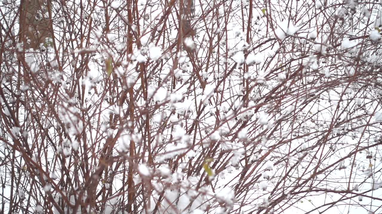 Snow against the background of trees. Slow motion