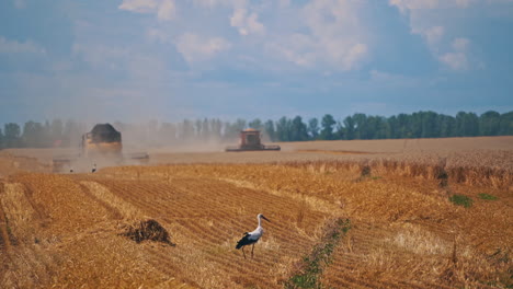 stork walking on a yellow field. black and white birds searching for food after harvesting wheat. combine harvesters gathering ripe crop.