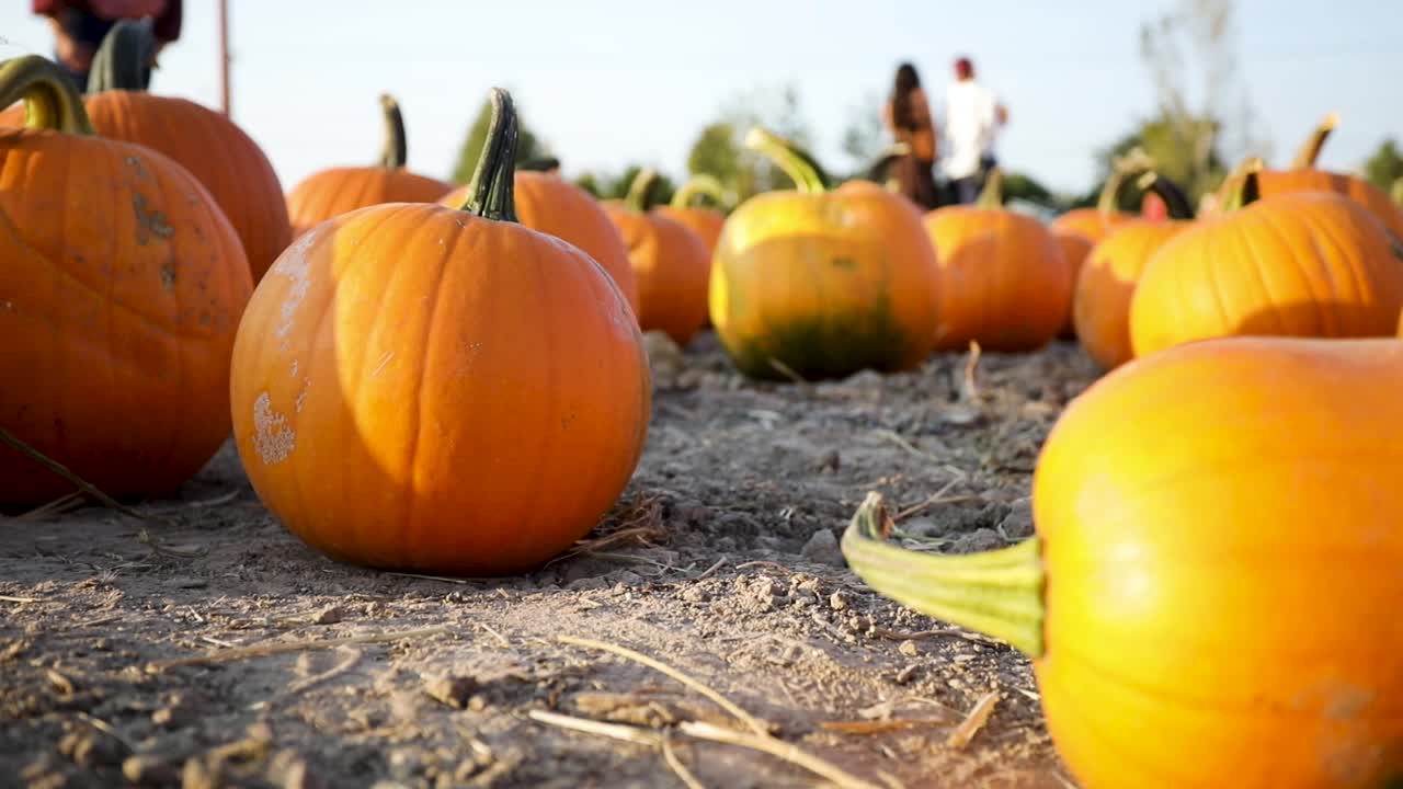 temporada de halloween - huerto de calabazas en la granja al aire libre, estático a nivel del suelo