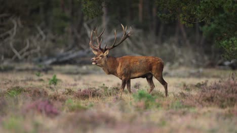 single red deer stag walking around in glade along forest edge, hoge veluwe