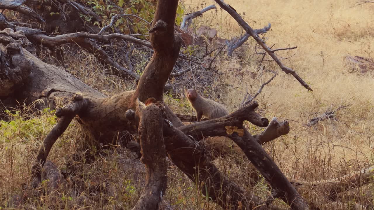 La mangusta grigia indiana o mangusta grigia comune (Herpestes edwardsi) è una specie di mangusta trovata principalmente nell'Asia occidentale e nel subcontinente indiano. Parco Nazionale di Ranthambore Rajasthan India