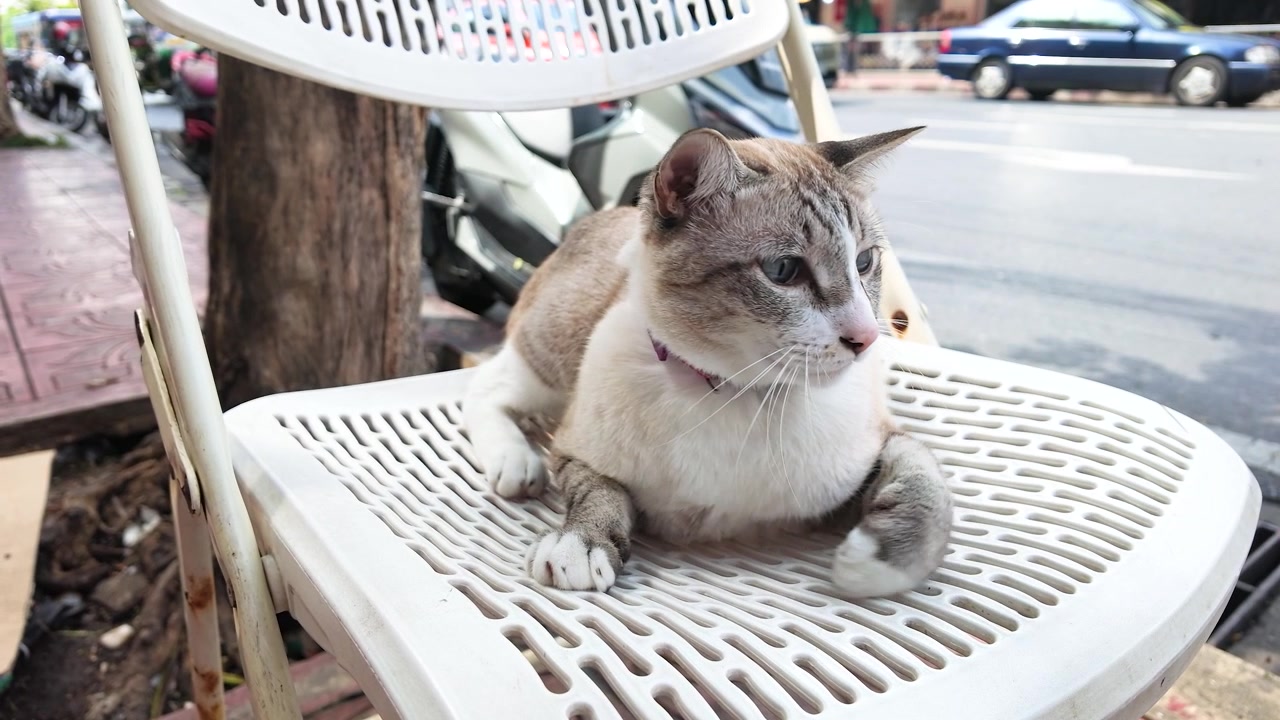 Una persona accarezza un gatto soriano domestico seduto su una sedia bianca all'aperto a Bangkok.