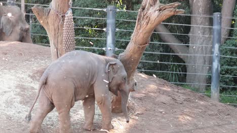 young elephant walking near tree and fence