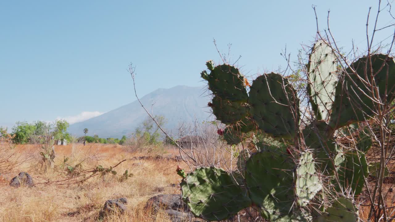planta de cactus en un paisaje de sabana seca bajo un cielo azul claro con un volcán lejano en bali indonesia