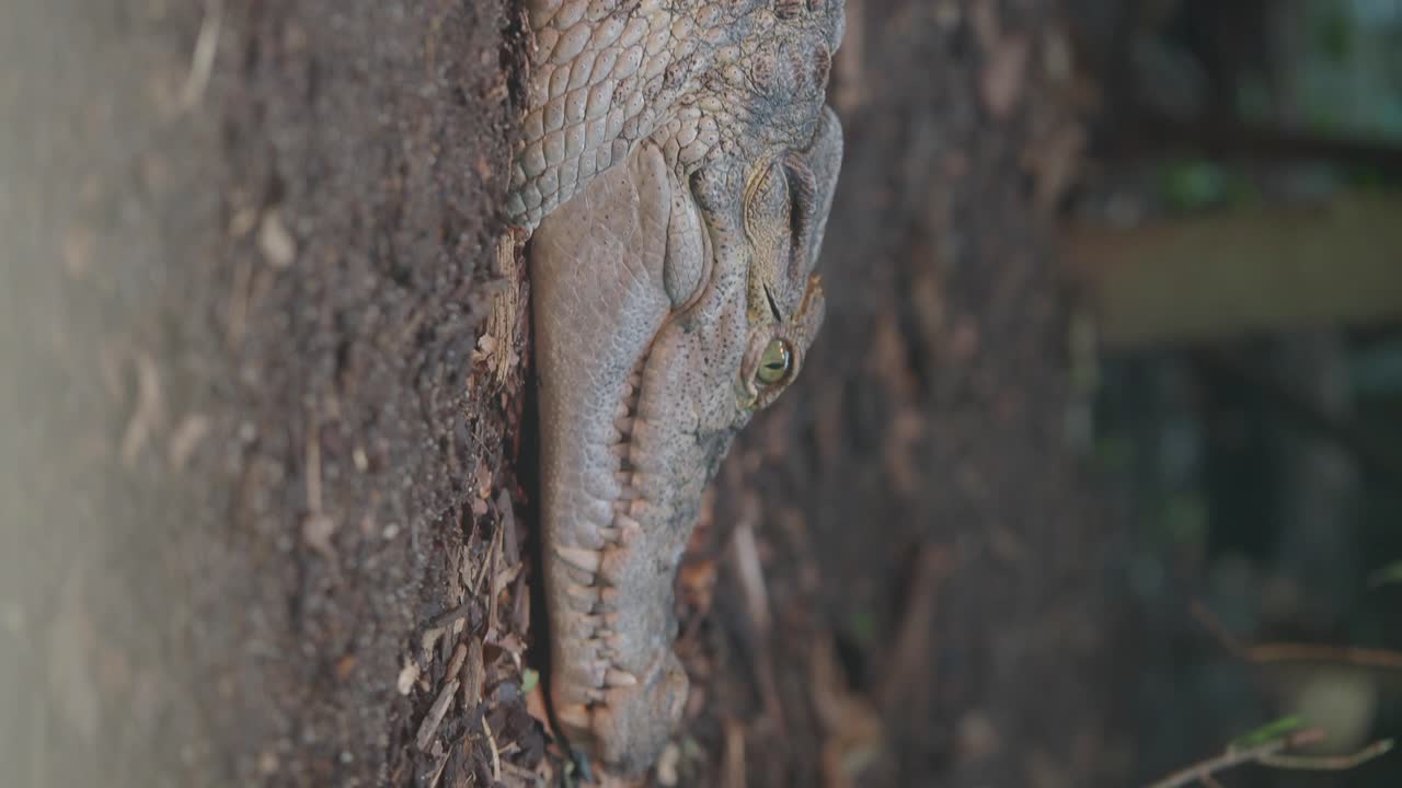 Close-up of a Crocodile