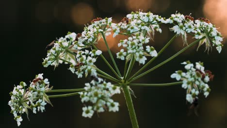 white flowers with ants