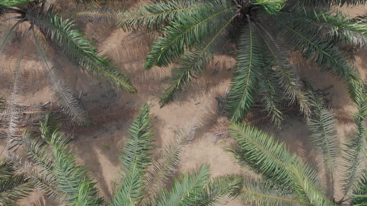 se eleva por encima de las plantaciones de palmeras de aceite en indonesia, aérea