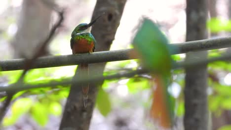 two rufous-tailed jacamar perched on tree branches facing each other