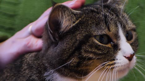 the cat is sitting on his lap, the woman caresses the spotted cat