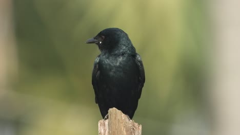 Ojos-De-Drongo-Negros---Padres-Negros