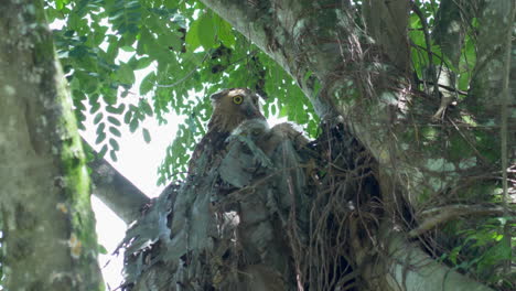 Buffy-fish-owl-with-owlet-nesting-on-tree-in-Hampstead-Wetlands-Park,-Singapore