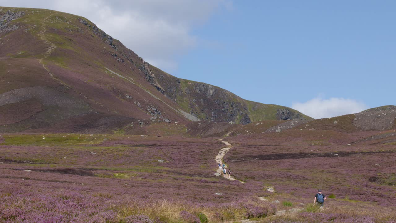 Single hiker moves through purple heather fields on sunlit mountain trail, wide scenic landscape