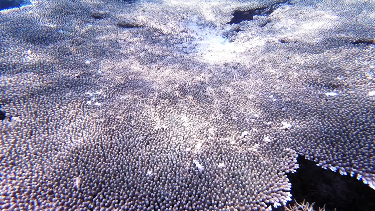 красивый и разнообразный коралловый риф на филиппинах, вокруг которого плавают разноцветные рыбы