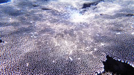 a beautiful and diverse coral reef in the philippines with colorful fish swimming around