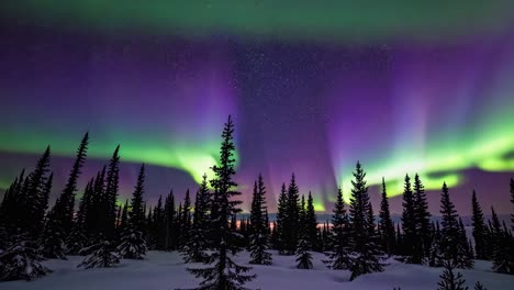 northern lights dancing across starry sky, casting green and purple hues over snow blanketed forest landscape, creating mesmerizing astronomical phenomenon during winter night