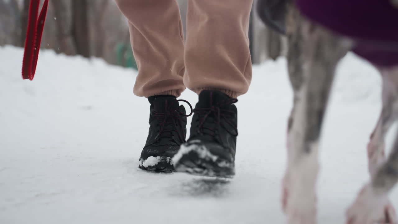 Primer plano de dueño de perro caminando junto a un whippet en un sendero invernal nevado, enfoque en botas negras pisando la nieve junto a las esbeltas patas del perro, correa roja visible, nieve suave cubriendo el suelo en una fría escena al aire libre.