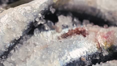 frozen sardines with ice and salt