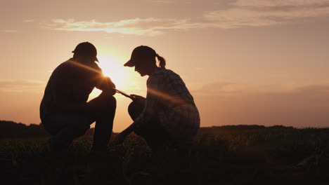 silhouettes of two farmers - men and women work in the field at sunset study plant shoots use a tabl