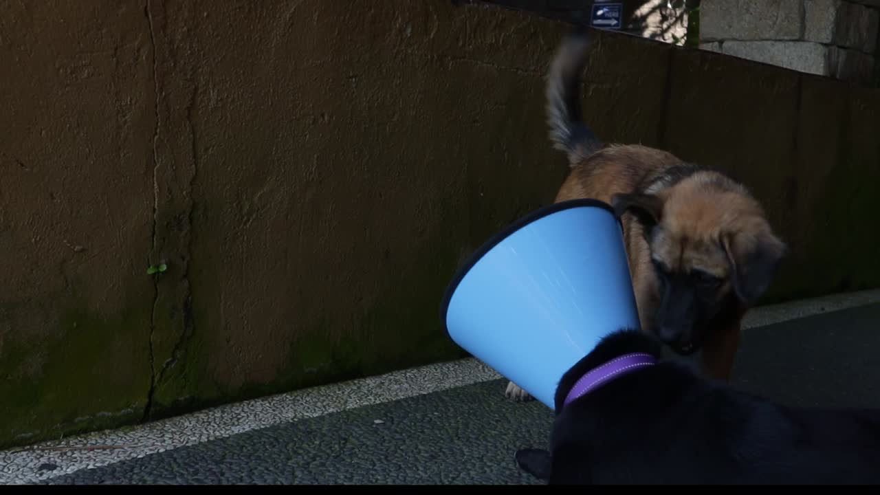 el perro trata de jugar con el perro enfermo negro con color cono azul, cámara lenta