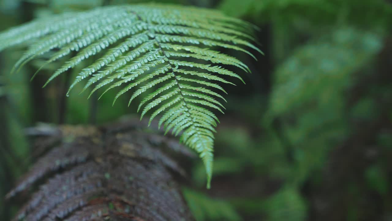 exuberante bosque tropical verde, la luz del sol cayendo en el helecho, rack enfoque macro nueva zelanda agua en la hoja, simetría satisfacción icónica