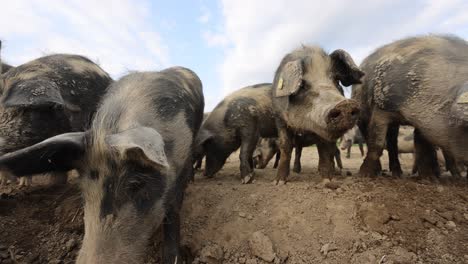 grupo de cerdos y cerdas en un campo rural sucio durante un día soleado con nubes en el cielo - tiro de camión de bajo ángulo