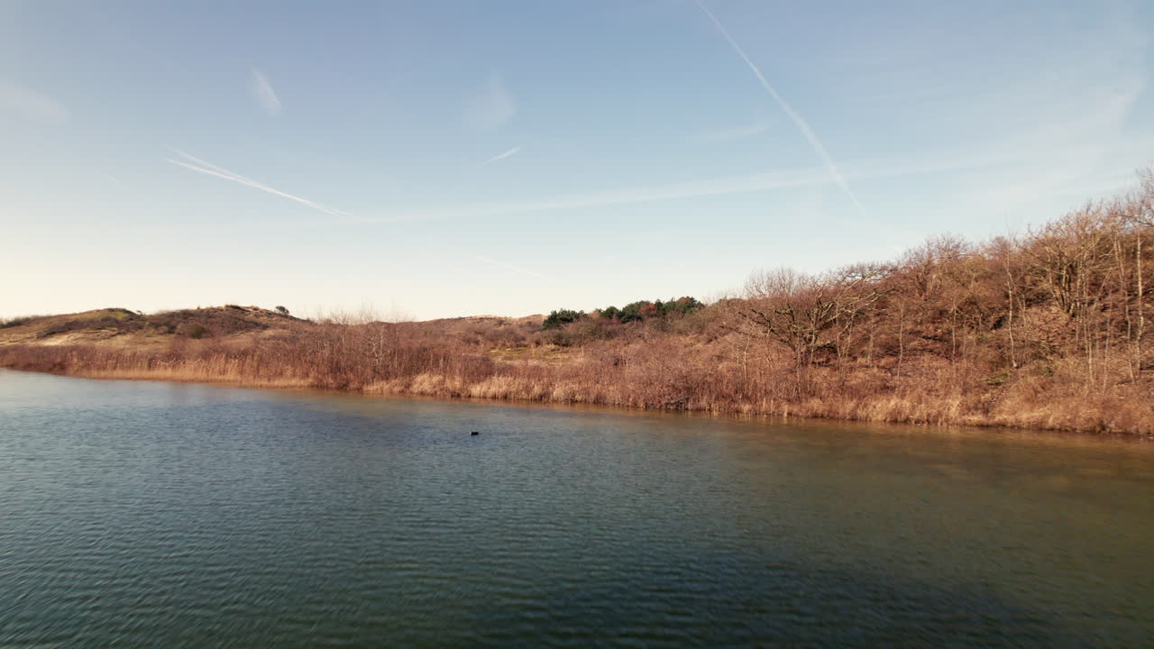 Flock Of Dabbling Ducks On Tranquil Lake In Meijendel Dunes Nature Preserve In Wassenaar, Netherlands