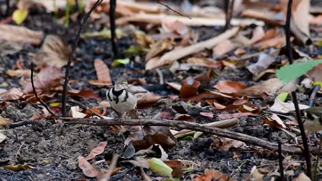 The-Forest-Wagtail-is-a-passerine-bird-foraging-on-branches,-forest-grounds,-tail-wagging-constantly-sideways