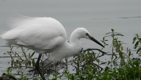 Ein-Weißer-Vogel,-Der-Insekten-Frisst-Und-Am-Wasser-Fliegt