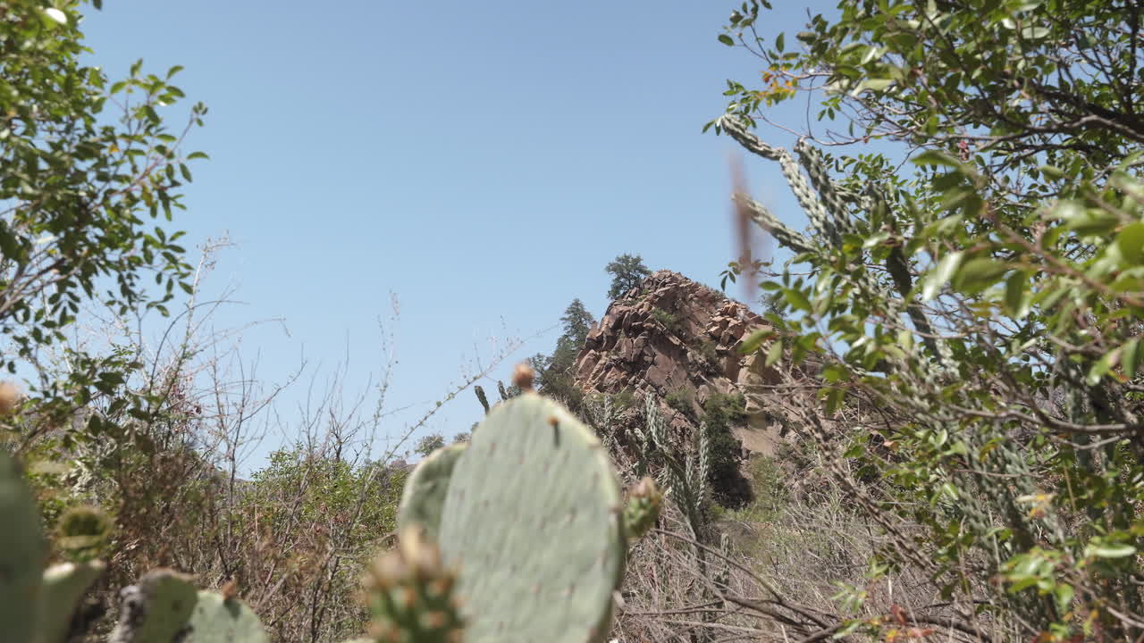 Detail insert shot of a Chisos Mountain peak beyond a prickly pear cactus in Big Bend National Park in West Texas