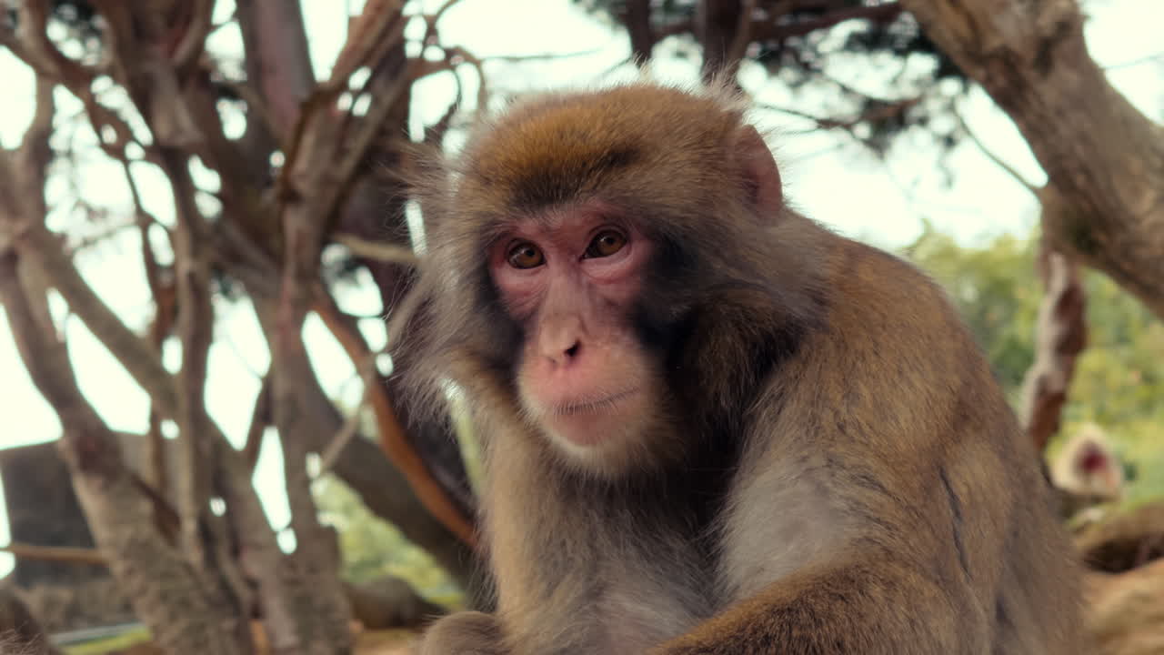 Detailed close-up of a Japanese macaque with soft brown fur and intense gaze, captured in its natural woodland environment