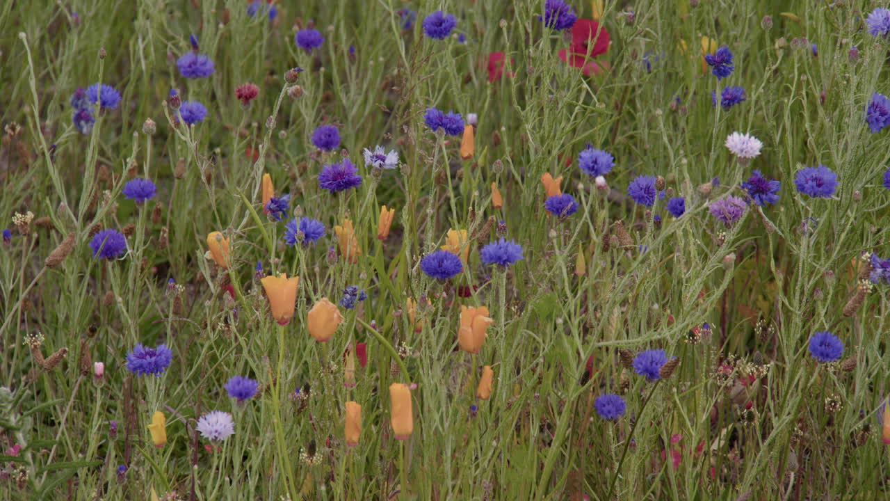 Wide shot of blue cornflowers, Tulips and red Poppys in grass