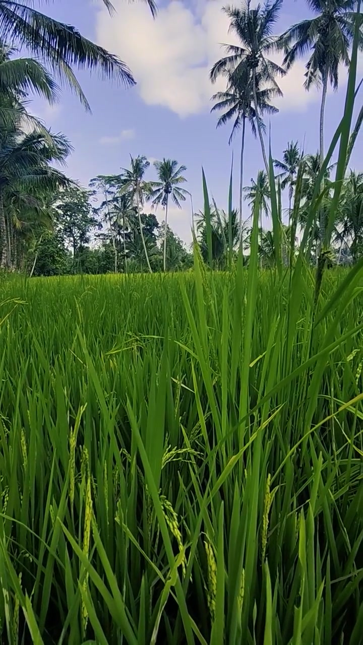 Risaia verde lussureggiante con palme in un paesaggio tropicale