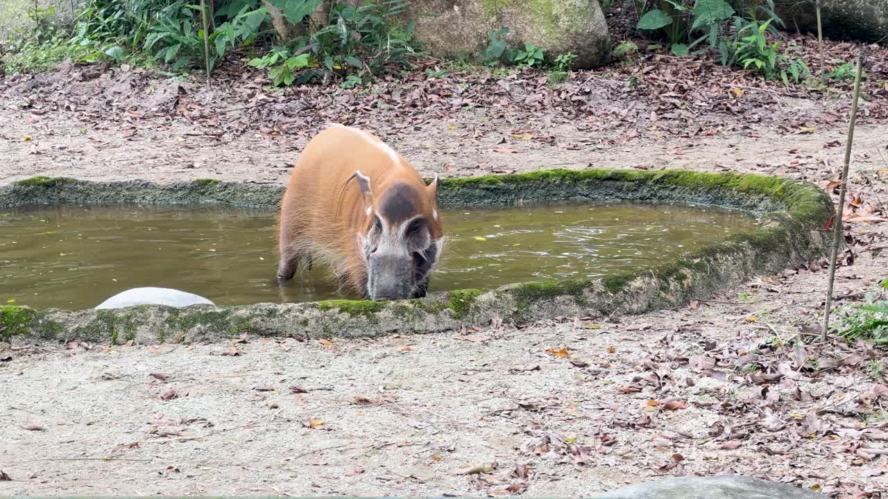 En rød flodsvin står i en lavvandet dam og drikker vand i en zoo.