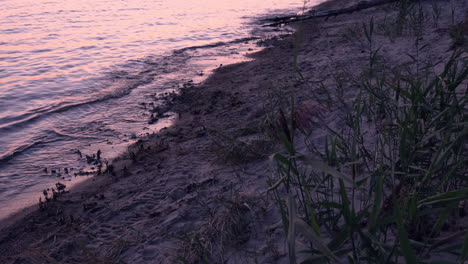 wild beach at pink sunset. wavy baltic sea