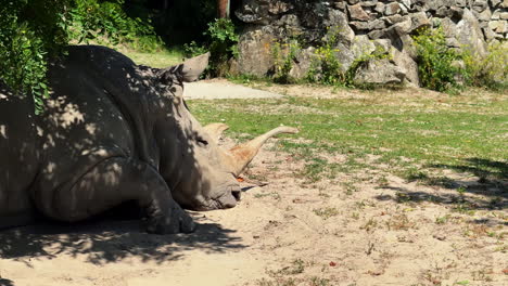 rhino relaxing in nature. a rhinoceros lies on the ground, basking in the sun beneath a tree, surrounded by green grass and rocky surroundings