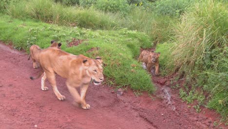 a female lion walks with babies along a road in africa