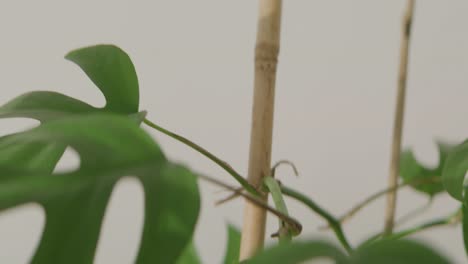 Mid-shot-of-green-house-plant